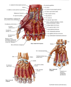 Объясни работу мышц в локтевом суставе где работают мышцы сгибатели