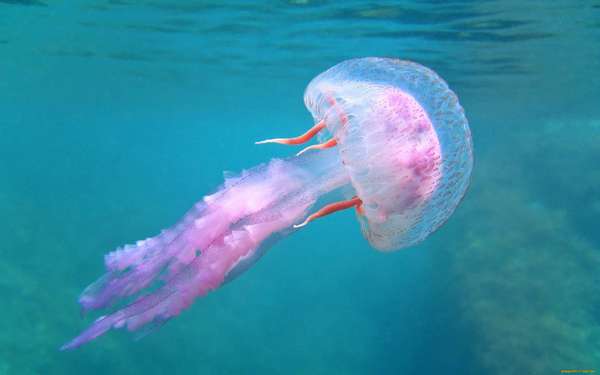 Медузы: осторожно, море!