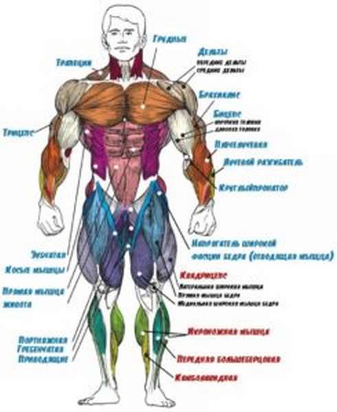 Объясни работу мышц в локтевом суставе где работают мышцы сгибатели