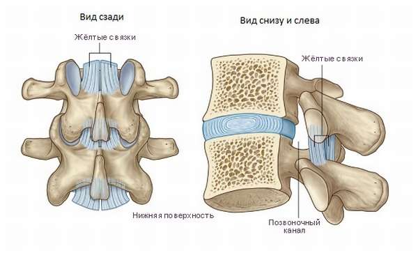 Примеры соединений костей в позвоночнике