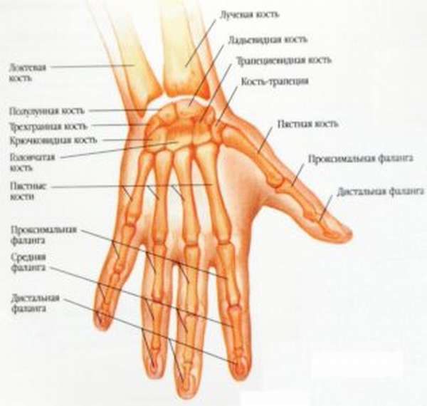 Лечение разрыва сухожилия разгибателя пальца народными средствами thumbnail