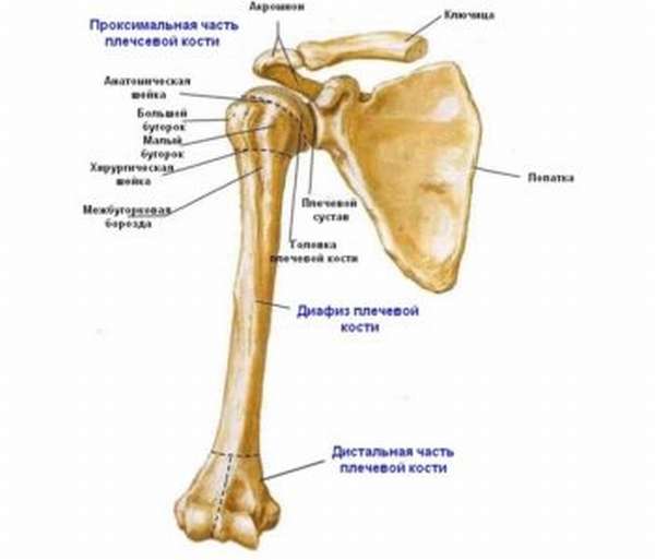 Перелом суставной кости плеча