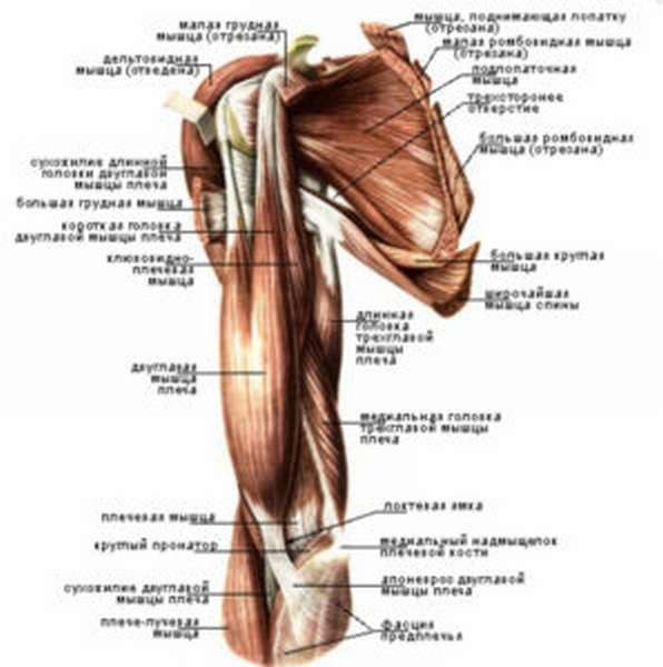 Где расположены мышцы разгибатели на ногах
