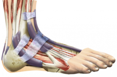 Сухожилие мышцы длинного разгибателя большого пальца ноги болит