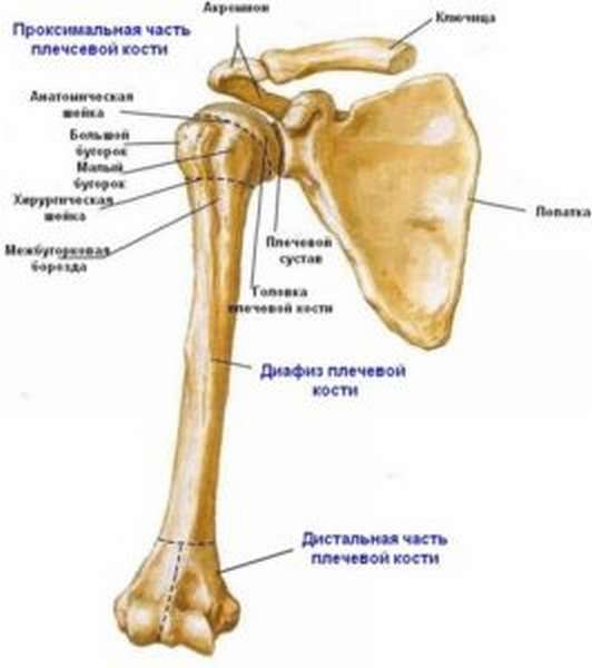Место типичного перелома у плечевой кости