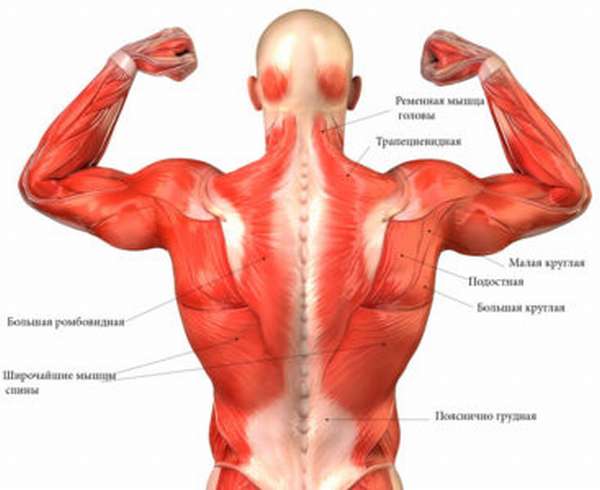 Разгибательные мышцы спины упражнения thumbnail