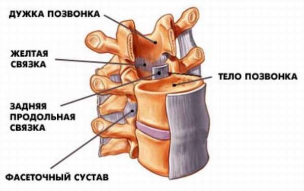 Связки мышцы сухожилья позвоночник